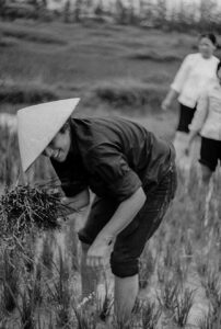 Arlene in Rice Field 1974 (Phan Thi An and Tuyen to side)