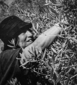 JAYUUS, Occupied Palestine (West Bank). November 2004. In solidarity with the Palestine liberation movement, Arlene, like many foreigners, joined in the olive harvest, not only to pick olives, but also to serve as human shields against settler attacks.