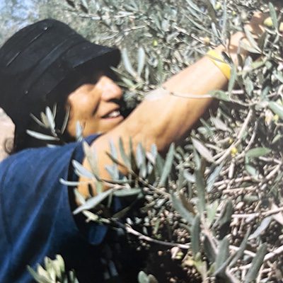 Picking olives Palestine, 2004